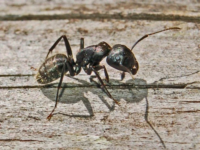 Reply to the post “Grabbed by the ass” - My, Ants, Insects, Power, Battle, Mat, Reply to post