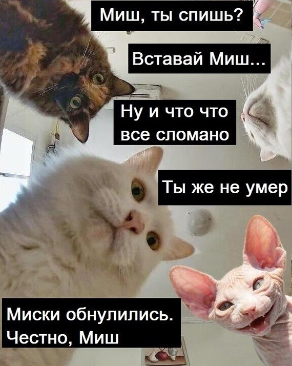 Сбылась Мечта 2)) - Моё, Мечта, Мопед, Длиннопост, Кот