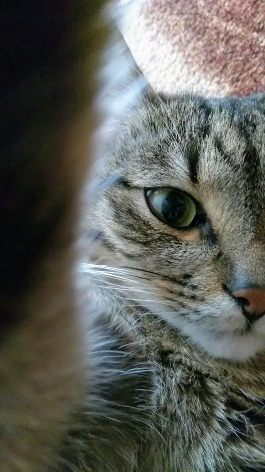 Cat selfie - Camera, Selfie, cat, My
