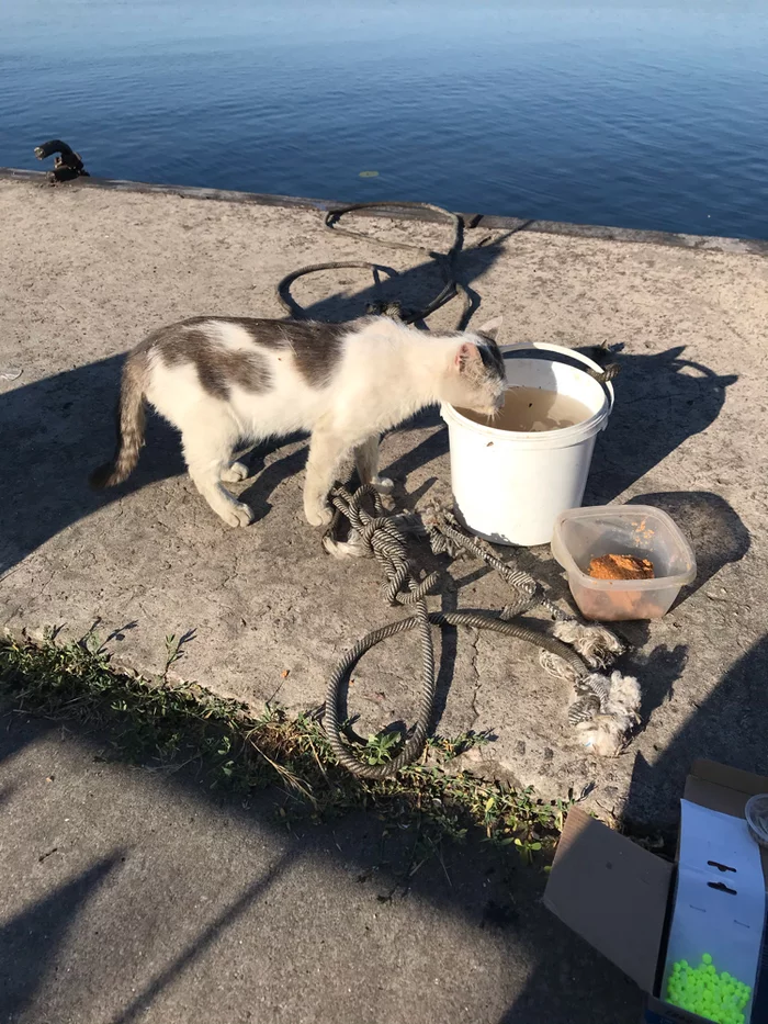 Came again - My, cat, Fishing, Fishery supervision