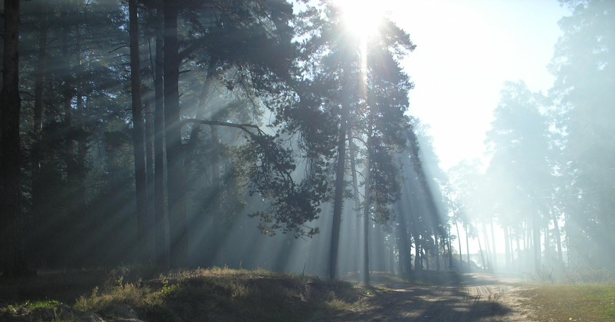 In the early morning forest. Лесная Поляна в тумане. Сосновый лес в тумане.