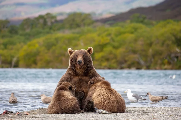 Kamchatka Madonna - The Bears, Brown bears, Young, Feeding, Kamchatka, Kuril lake, The national geographic, The photo