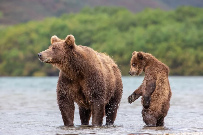 Mom, I'm sorry, I won't do it anymore... - The Bears, Brown bears, Young, Kamchatka, Reserves and sanctuaries, Kuril lake, The national geographic, The photo