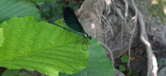 Dragonfly - My, Mobile photography, Insects