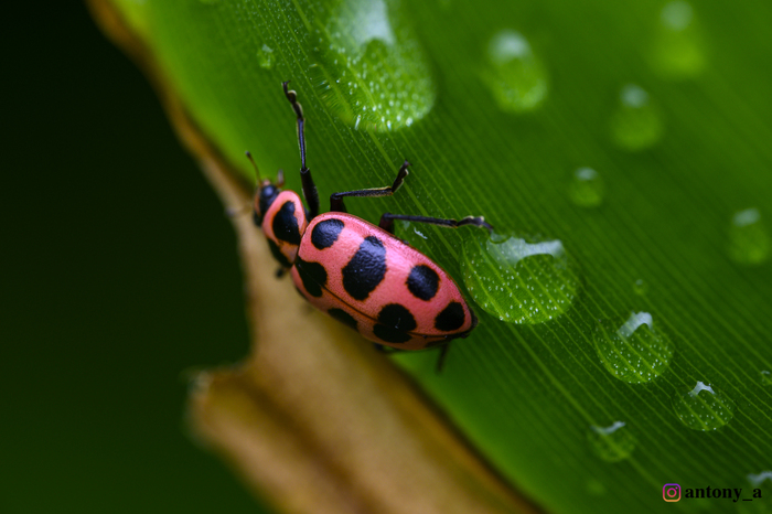 После дождя