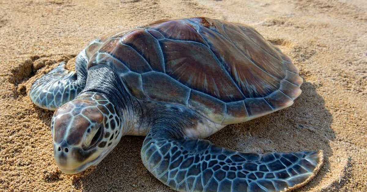 Картинка морская черепаха. Морская черепаха и Черепашата. Зеленая (суповая морская черепаха). Зеленая морская Черепашата. Суповая черепаха панцирь.