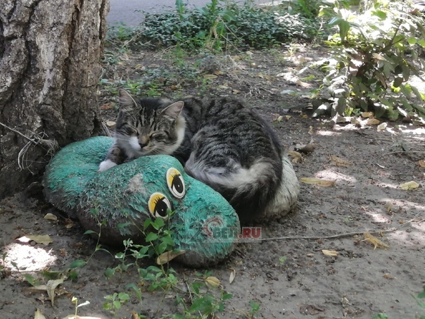 Dog's head on a tree and a hanging pig - Belgorod, Longpost, Beautification, Courtyard, Old toys, cat