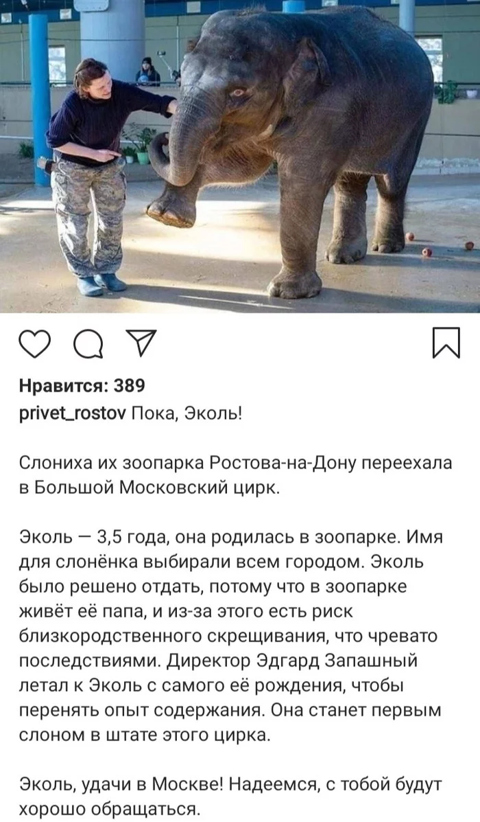 Bye, Ecole! - Elephants, Rostov-on-Don, Zoo, Brothers Zapashny, Injustice