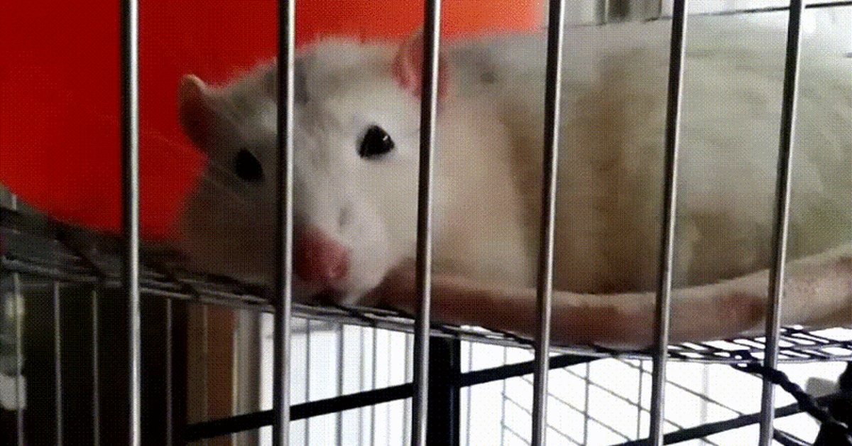 Hypnorat - My, Rat, Hypnosis, Pets, GIF, Animals