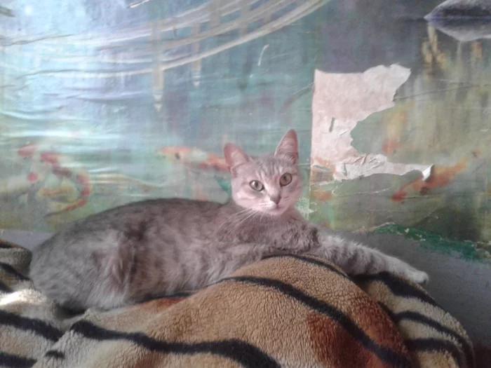 Help save the cat - My, cat, No rating, Help, Animal Rescue, City of Queens