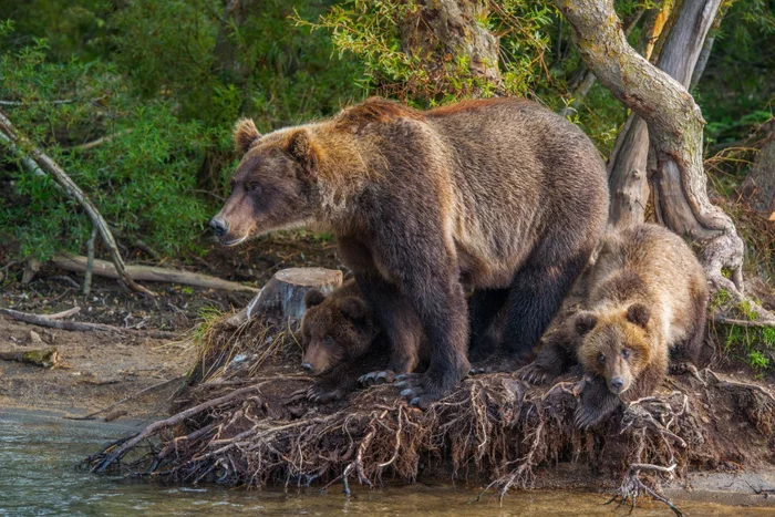 Forest mistress with kids) - The Bears, Kamchatka, Kuril lake, Young, Wild animals, The national geographic, The photo