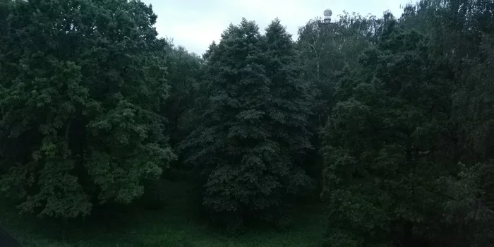 Such a lush forest in our yard - My, Forest, Nature