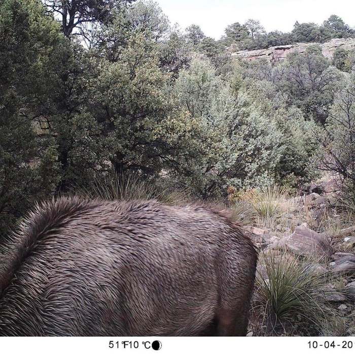 Видишь пуму? И я нет, а она есть
