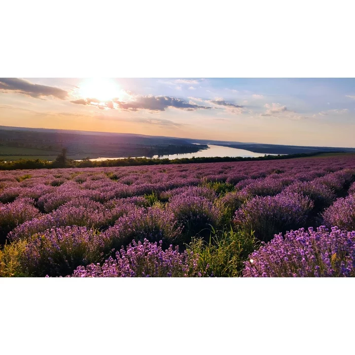 Lavender field. Transnistria - My, The photo, Photo on sneaker, Lavender, Transnistria, Mobile photography, PMR, beauty, Nature