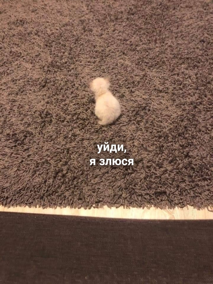 Çëîñòü & Îáèäà Þìîð, Êîò, Êîòÿòà, Êàðòèíêà ñ òåêñòîì, Ìåìû, Äëèííîïîñò