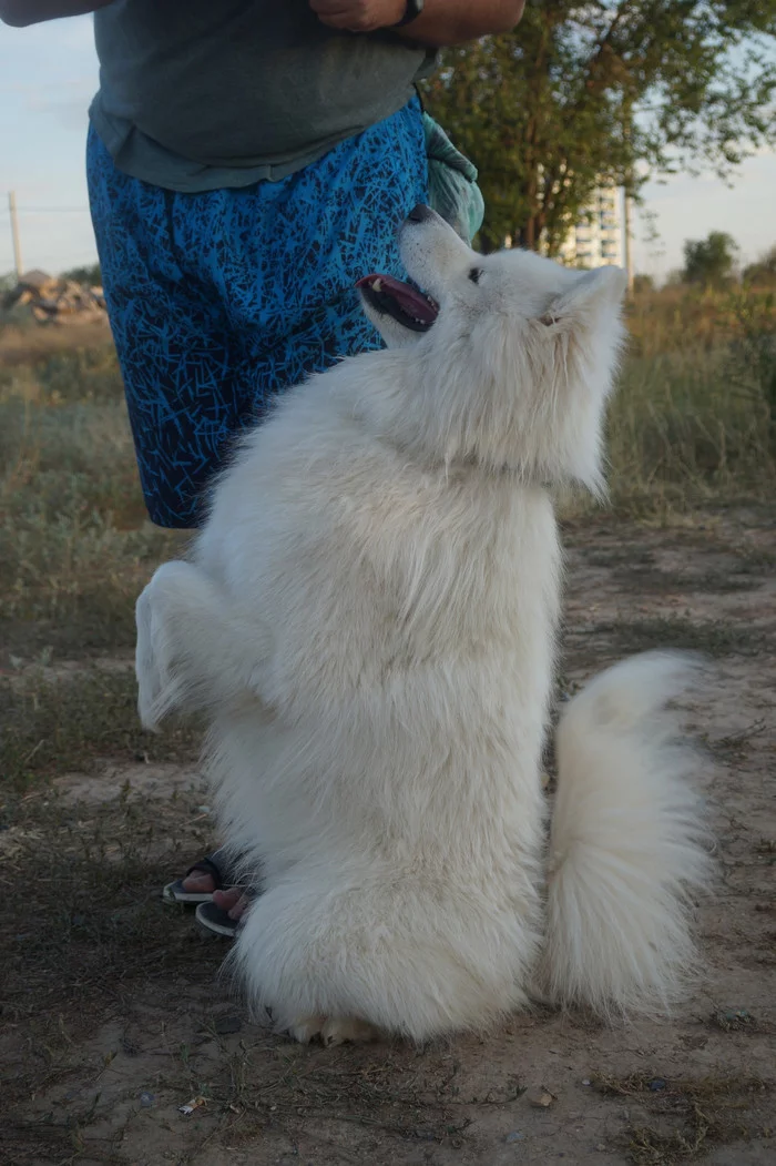 Bunny - My, Samoyed, Pets, Volzhsky, Dog North, Dog, The photo