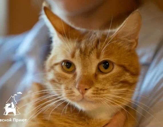 Red-haired, striped, mustachioed Geralt is looking for a loving family. Moscow - My, In good hands, Animal shelter, cat, Moscow, Krasnogorsk, Longpost, No rating