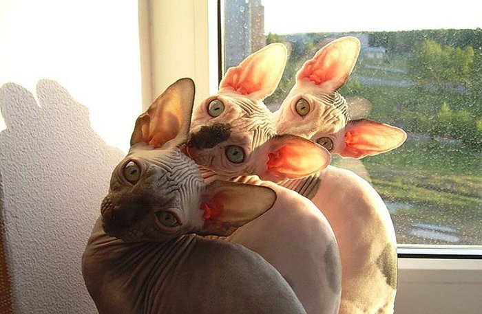 Êîòû âñå äåëàþò îäèíàêîâî Êîò, Êîòÿòà, Äëèííîïîñò, Ñèíõðîííîñòü