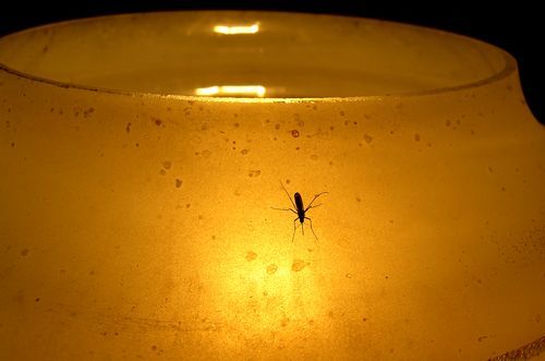Mosquito's last zen - Humor, Strange humor, Zen, Zen comprehension, Mosquitoes, Cotton, Mosquito repellent