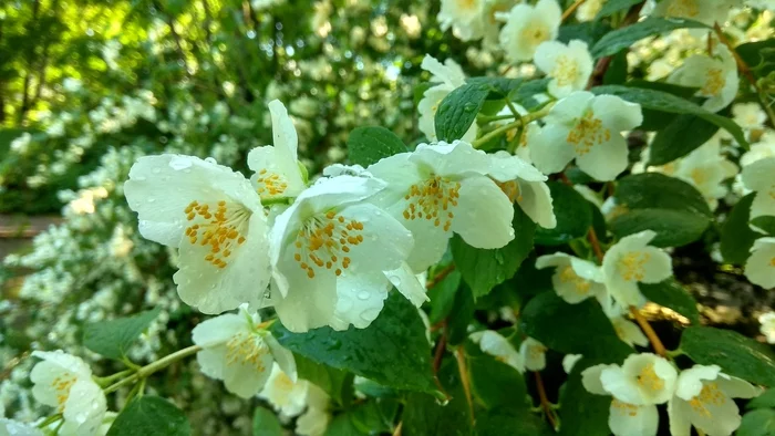Walk in the park - Longpost, Photo on sneaker, Flowers, My