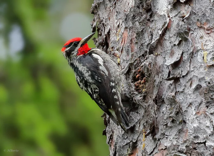 Что это за штука - 101 Перевел сам, Reddit, WhatIsThisThing, Видео, Длиннопост Что это за штука - 101 Перевел сам, Reddit, WhatIsThisThing, Видео, Длиннопост