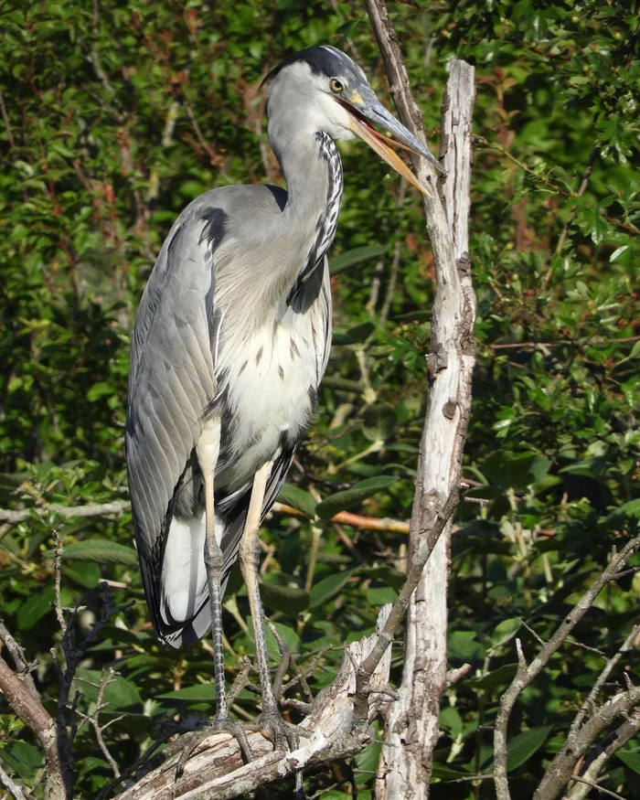 When the heron is hot - My, Gray heron, Heron, Longpost