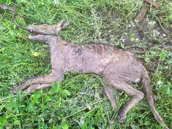 Чупакабра своими глазами | Пикабу