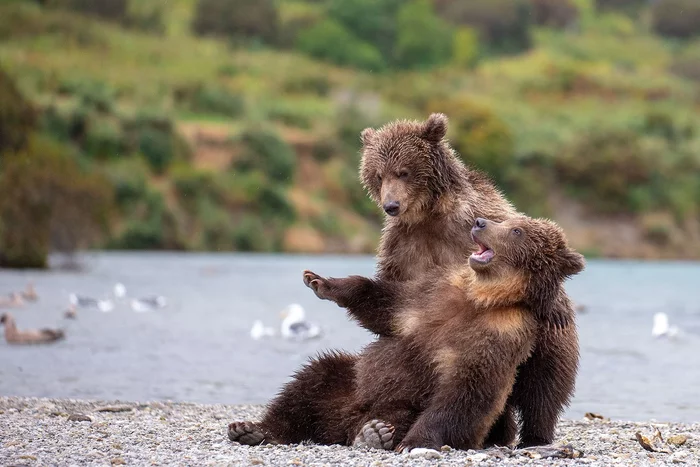 Laugh until I drop) - The Bears, Young, Kamchatka, Kuril lake, The national geographic, The photo