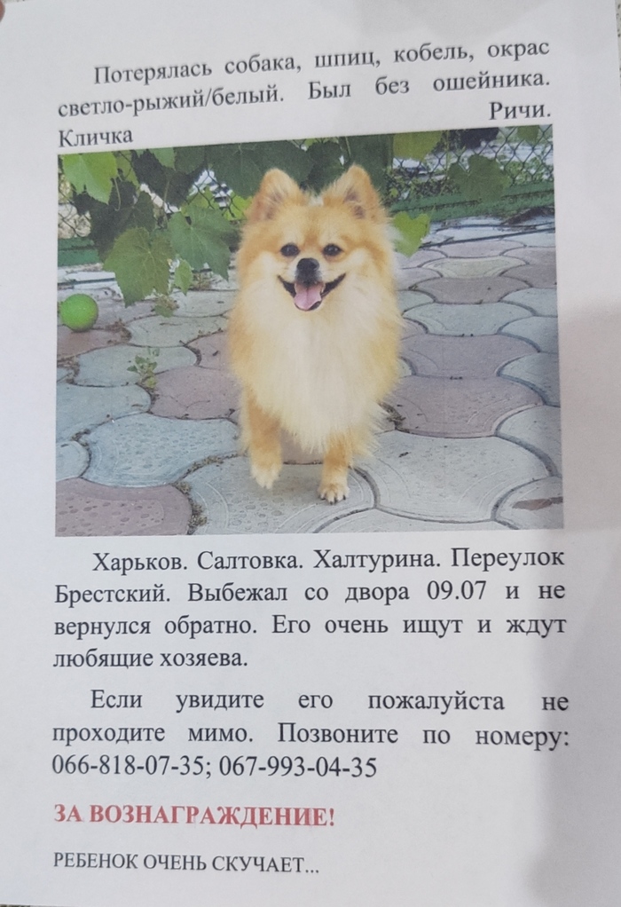 Потерялась собака. Харьков