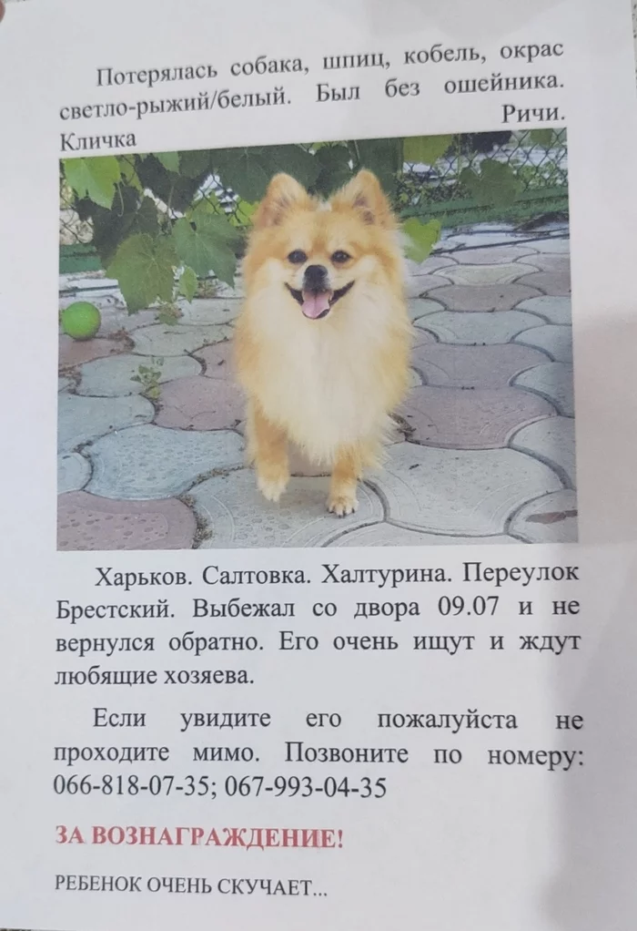 Lost dog. - My, Kharkiv Oblast, Kharkov, Saltovka, The dog is missing, Spitz, 2020