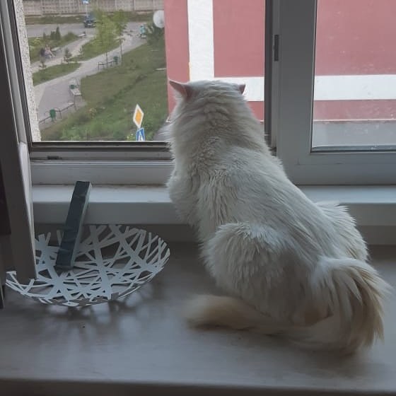 Continuation of the post “Podolsk: cat pain. Sofa cat dies on the street - Moscow, cat, Moscow region, Good league, In good hands, No rating, Animal shelter, Podolsk, Reply to post