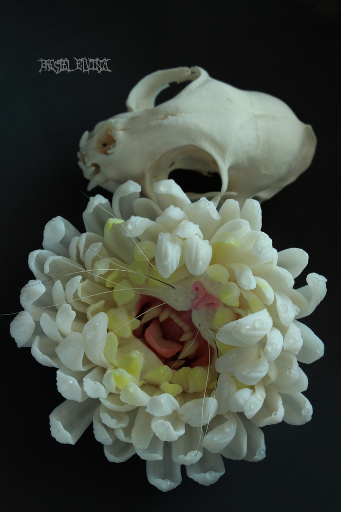 -    "Zembla white"  , , , ,  , ,   