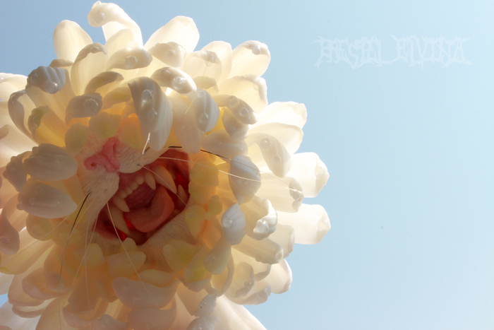 -    "Zembla white"  , , , ,  , ,   