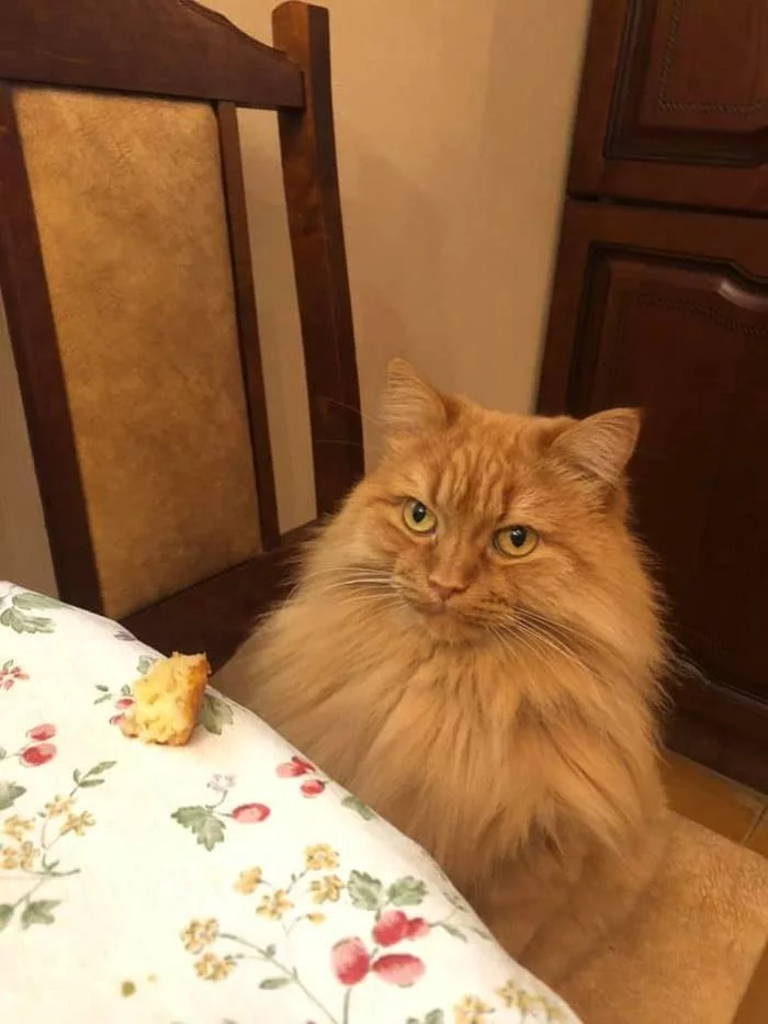 One dry crust of bread? And it's all?!... - cat, Fluffy, Bread, Table, Diet, Indignation