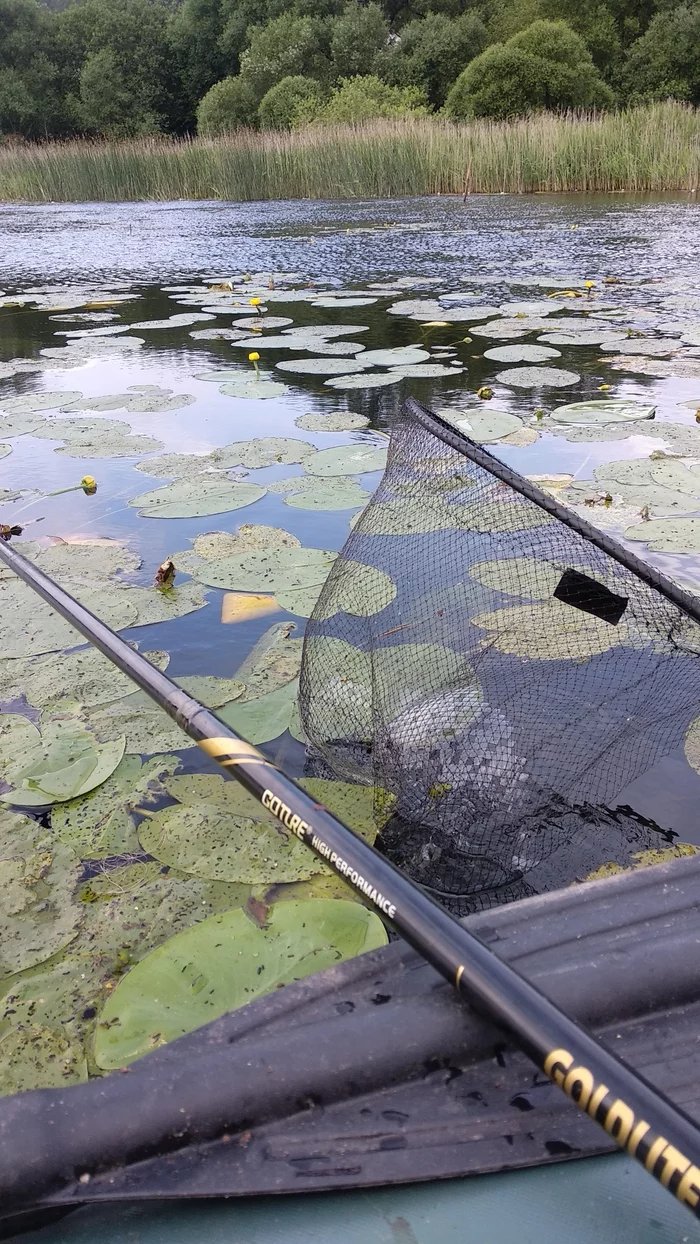 Catching white bream in water lilies with a float - My, Fishing, Fishermen, Fly rod, Scoundrel, Float fishing, Fishing rod, Longpost