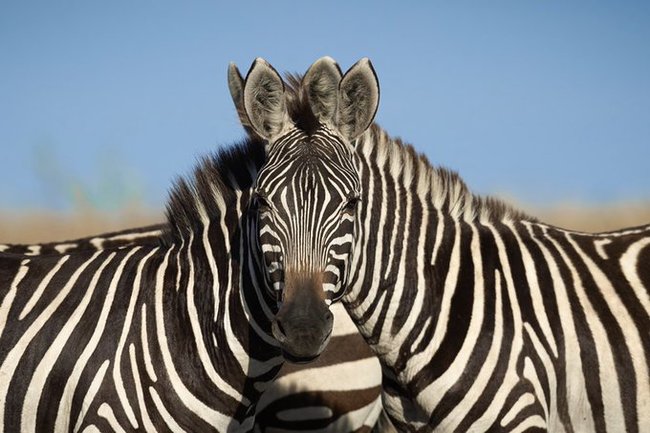 Good angle - zebra, The photo, Foreshortening, Animals