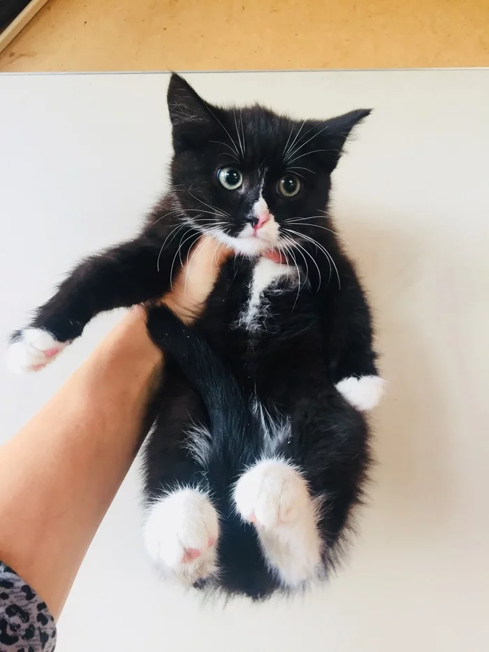 Under kitten