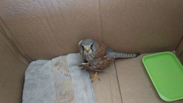 We found a wounded eaglet, we need qualified help! - My, Predator birds, Birds, Animal Rescue, Need advice, No rating