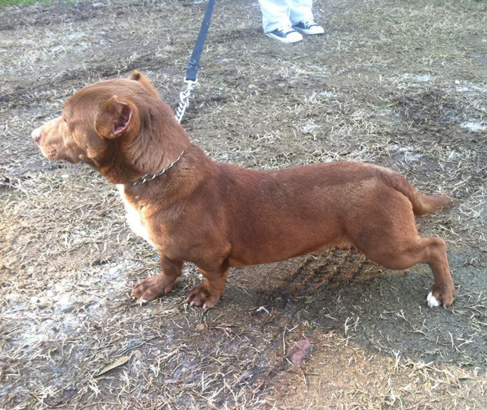 Dachshund+Pitbull=... - Images, Dog, Misunderstanding, Longpost