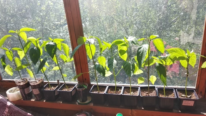 Khimki peppers are looking for owners [Found] - My, Pepper farming, In good hands