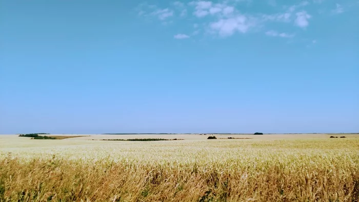 Поле - Моё, Фотография, Сельское хозяйство