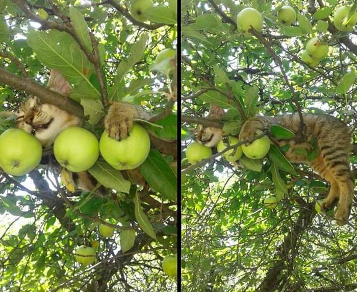 Garden security - cat, Security, Apple tree, Apples