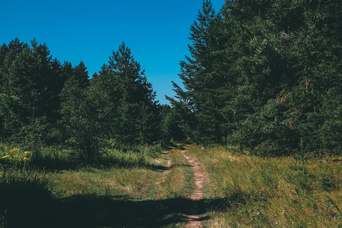 Summer landscape and cycling - My, The photo, A bike, Nature, Landscape, Summer, Forest, Canon 800D, Longpost