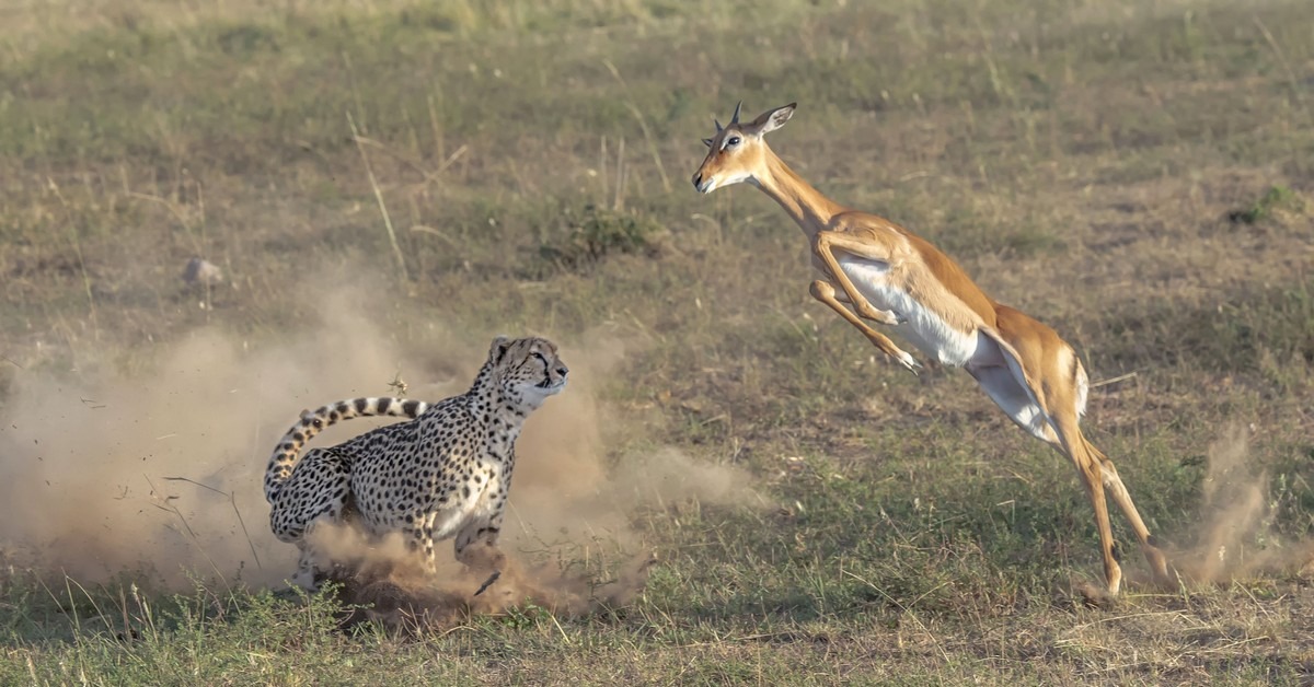 Сбежать от зверя читать. Скорана гепард. Гепард бежит. Охота на антилопу. Гепард охотится.