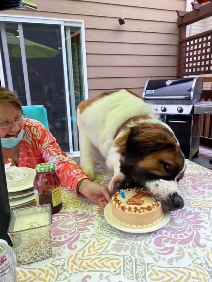 First cake for first birthday - Animals, Dog, Birthday, Holidays, Cake, Food, Appetite, Reddit