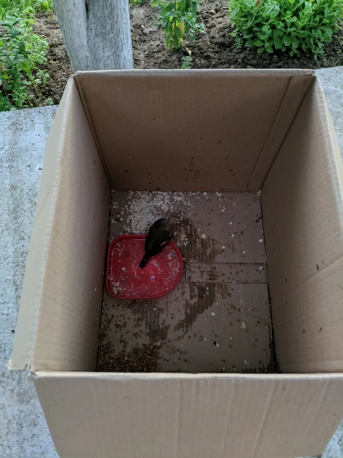 Operation save the sparrow - My, Birds, Sparrow