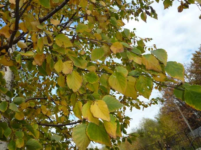 Why do leaves change color? - Why?, Leaves, Color, Chlorophyll, Yandex Zen, Longpost