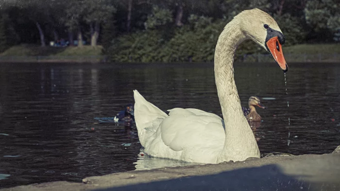 swan pond - My, The photo, Saint Petersburg, Pond, White Swan, Canon 650d, Birds, Swans