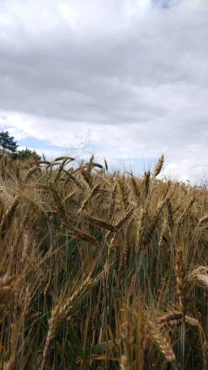 Wheat field near Minsk - My, Bread, Field, Mobile photography, The photo, Samsung Galaxy S10, Republic of Belarus