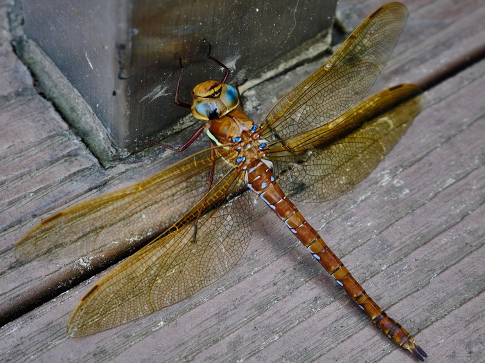 Жизнь насекомых